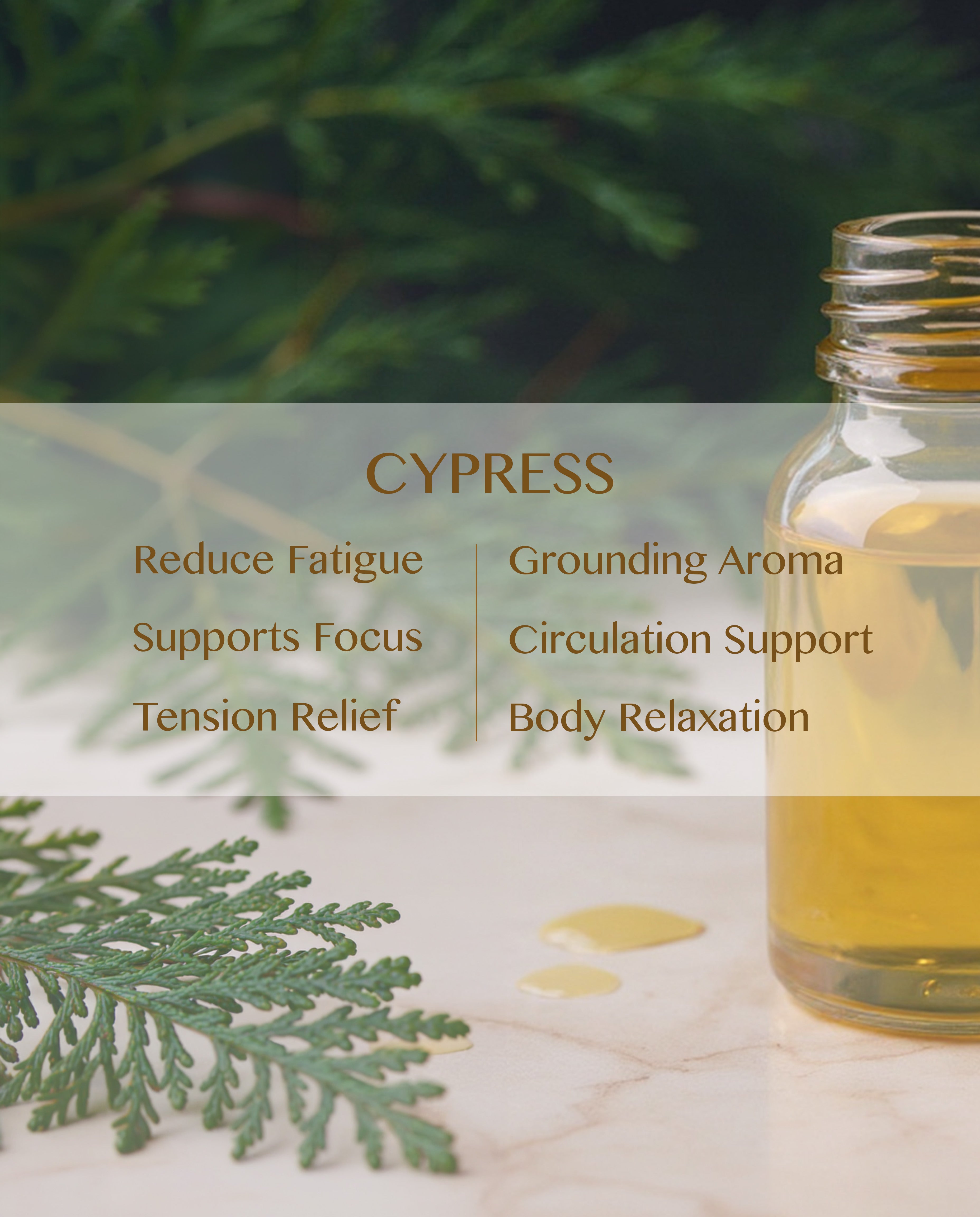 Cypress Essential Oil (Cupressus sempervirens)