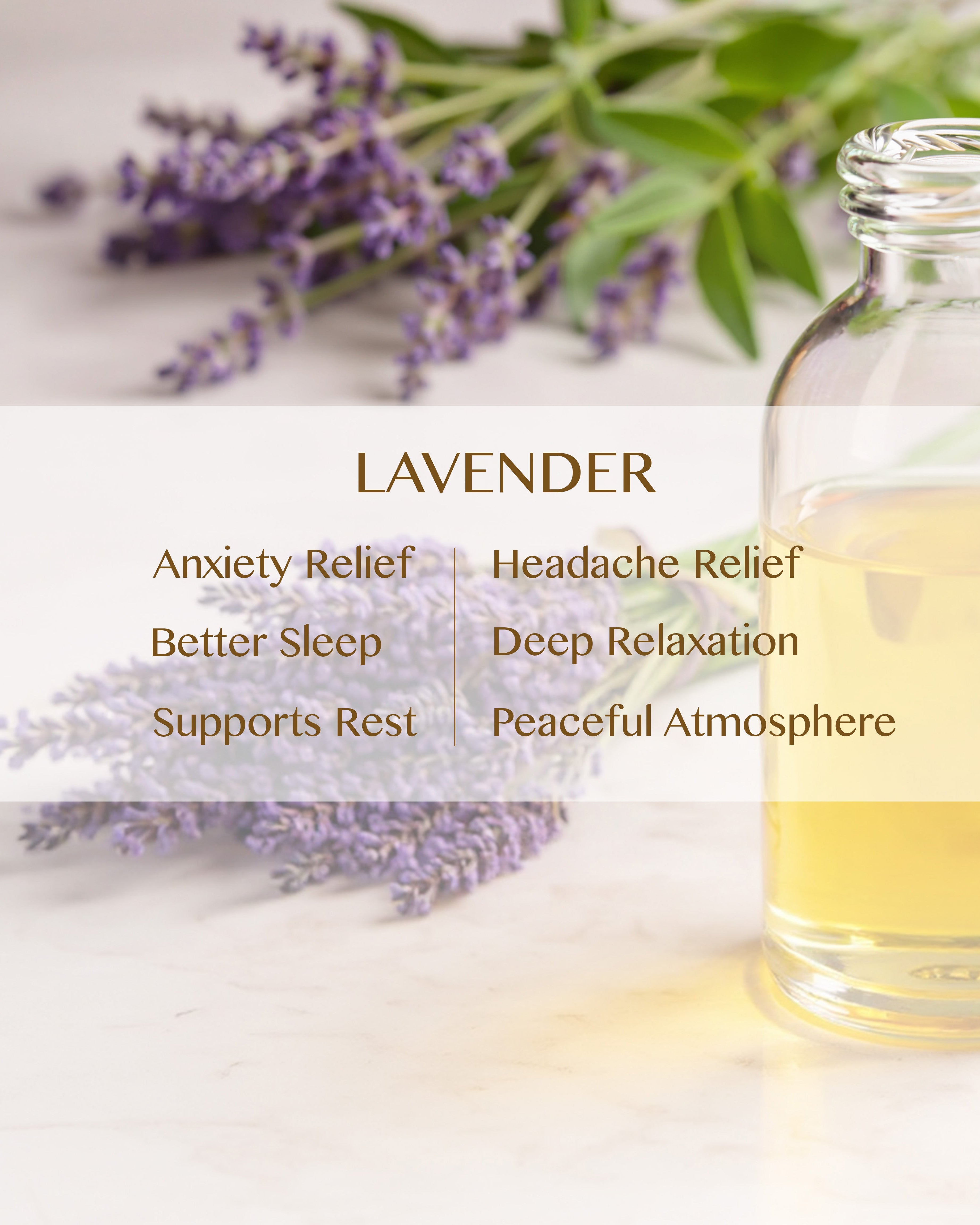 Lavender (Lavandula Angustifolia)