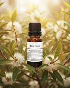 Tea Tree Essential Oil (Melaleuca alternifolia)