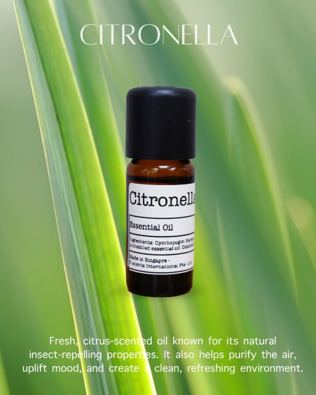 Citronella Essential Oil (Cymbopogon Nardus)