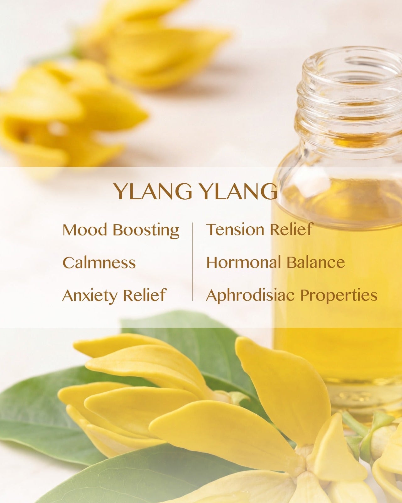 Ylang Ylang Essential Oil (Cananga Odorata）